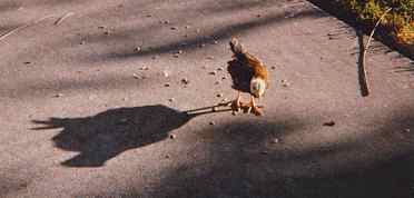 (Photo: Bernard the Turkey)