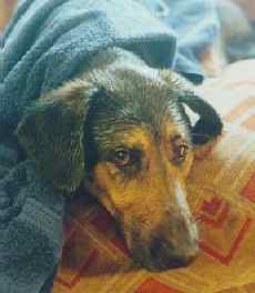 (Photo of Lungripper)
